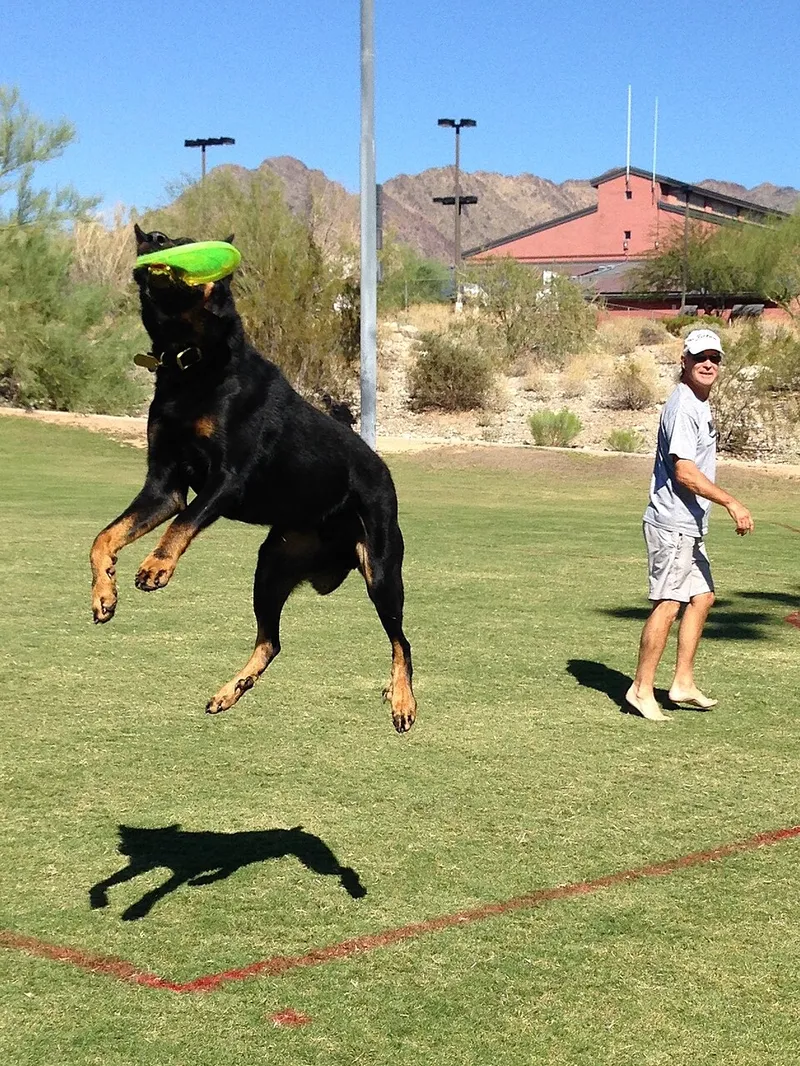 Beauceron fotoğraf 8