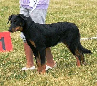 Beauceron fotoğraf 9