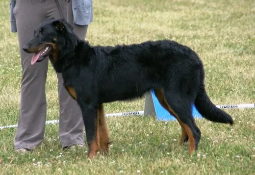 Beauceron fotoğraf 10