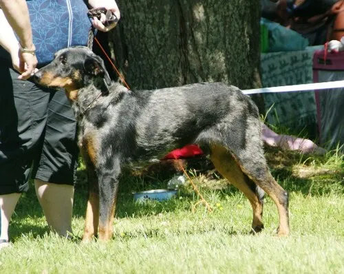Beauceron fotoğraf 11
