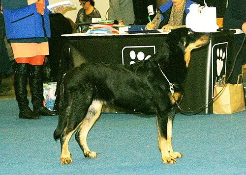 Beauceron fotoğraf 12