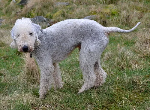 Bedlington Terrier fotoğraf 1