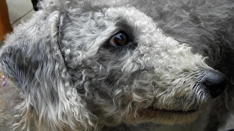 Bedlington Terrier fotoğraf 2