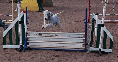 Bedlington Terrier fotoğraf 3