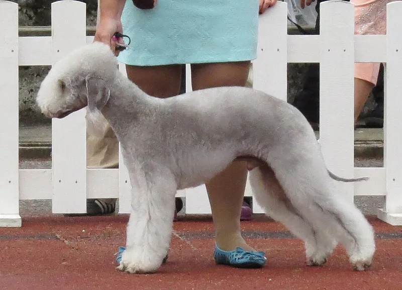 Bedlington Terrier fotoğraf 5