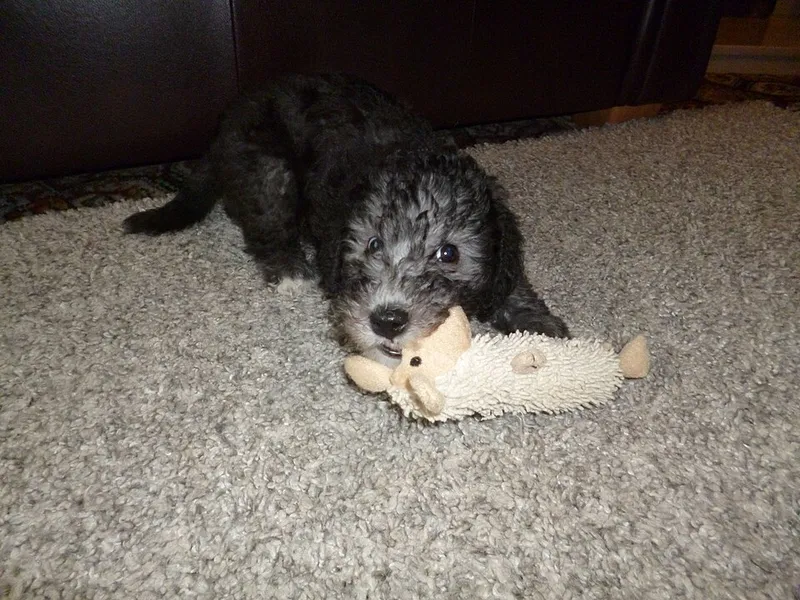 Bedlington Terrier fotoğraf 6