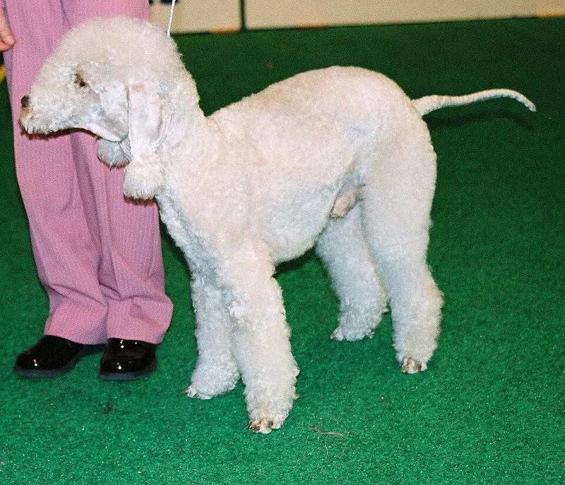 Bedlington Terrier fotoğraf 7