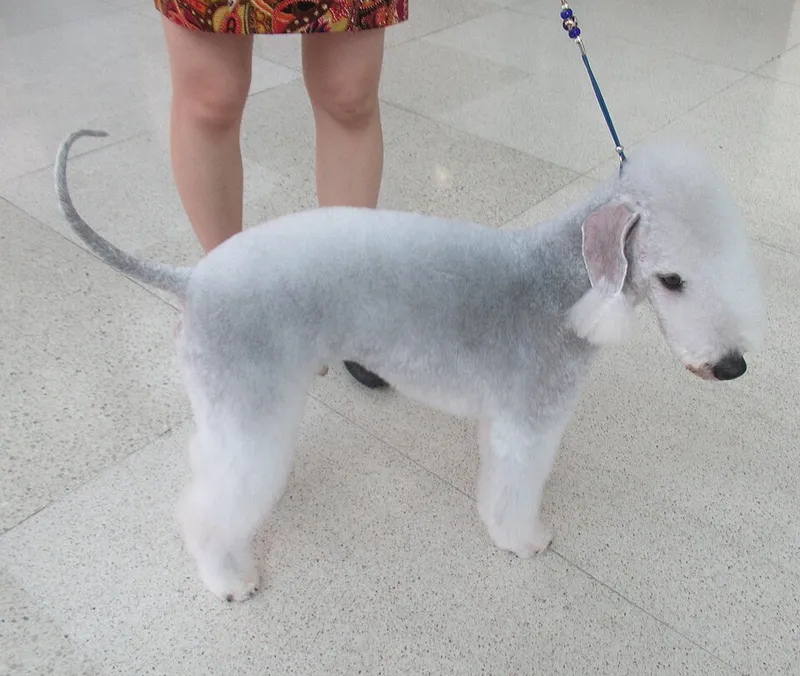 Bedlington Terrier fotoğraf 8