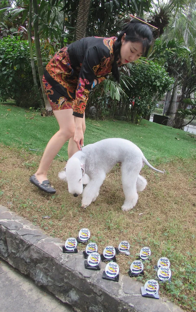 Bedlington Terrier fotoğraf 9