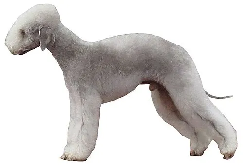 Bedlington Terrier fotoğraf 11