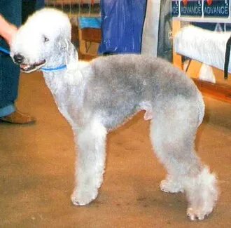 Bedlington Terrier fotoğraf 12
