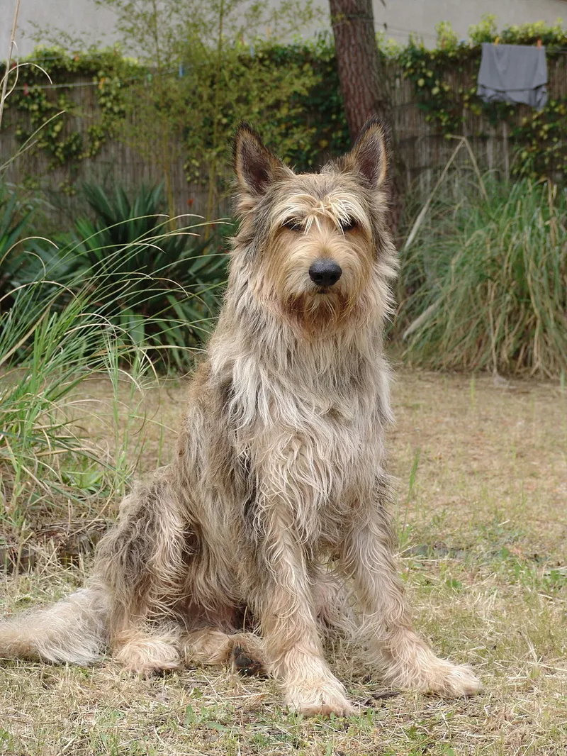 Berger Picard fotoğraf 3