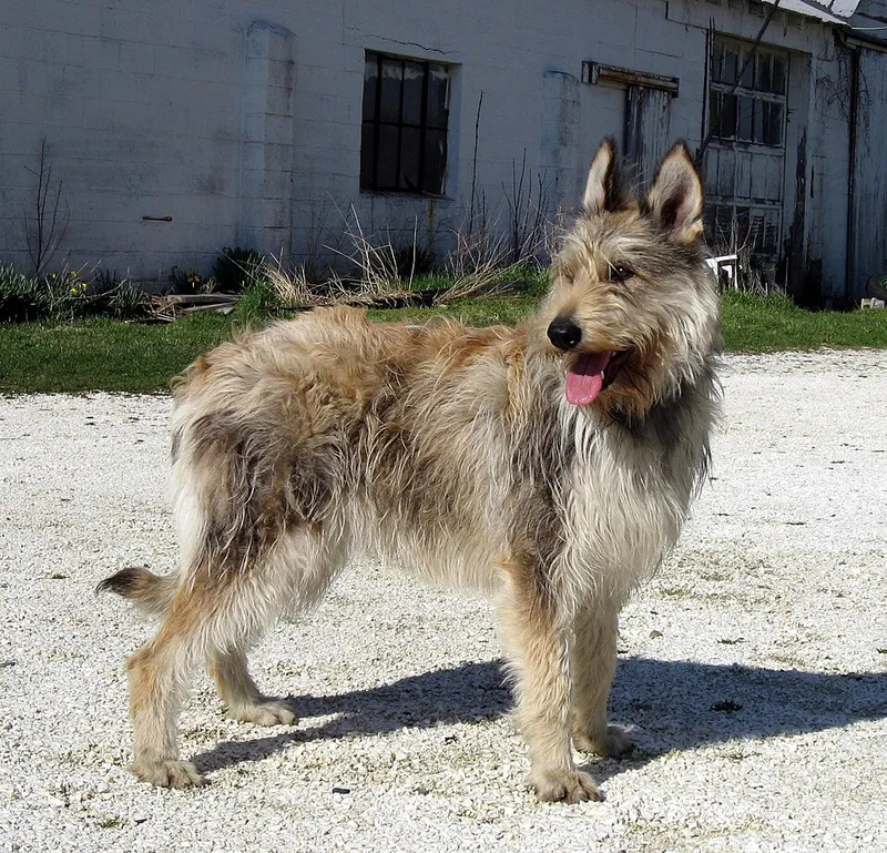 Berger Picard fotoğraf 4