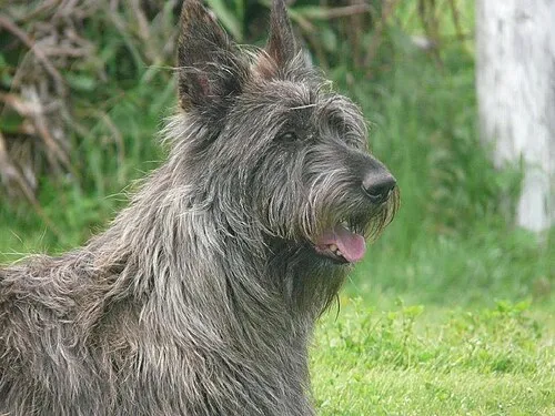 Berger Picard fotoğraf 6