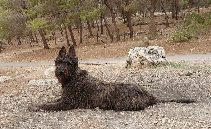 Berger Picard fotoğraf 8