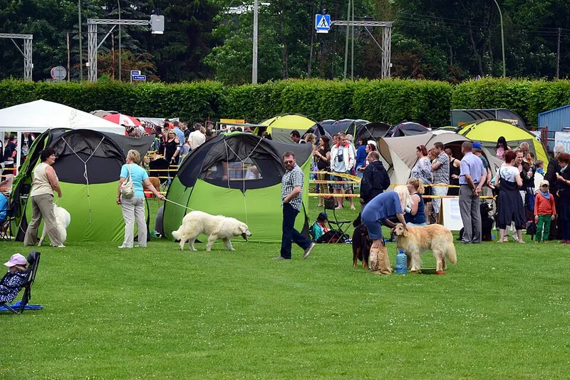 Bern Dağ Köpeği fotoğraf 1