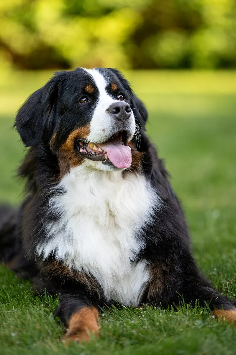 Bern Dağ Köpeği fotoğraf 2