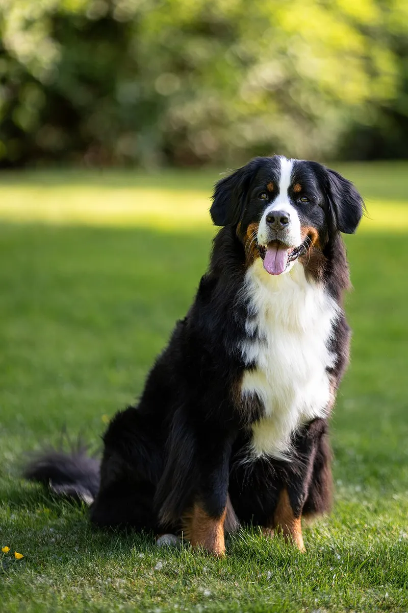 Bern Dağ Köpeği fotoğraf 3