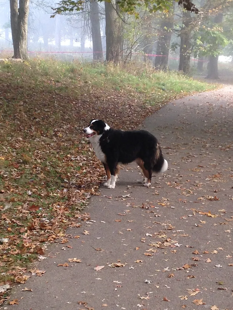 Bern Dağ Köpeği fotoğraf 4