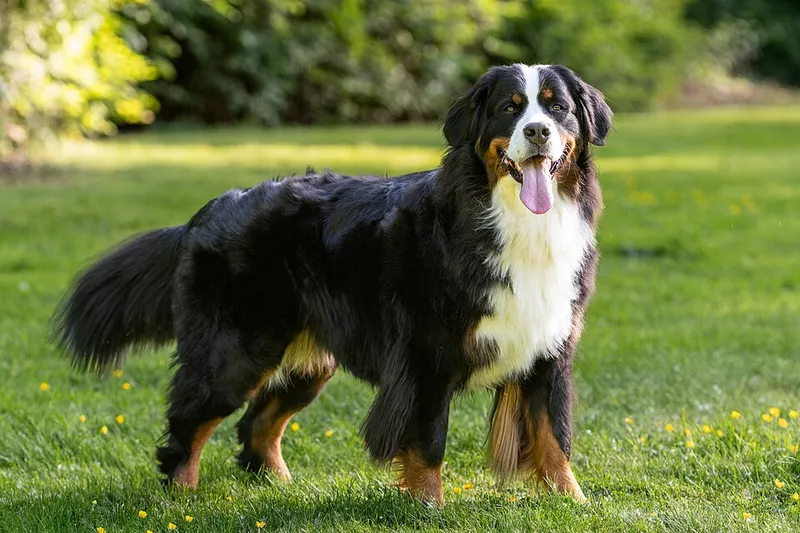 Bern Dağ Köpeği fotoğraf 5