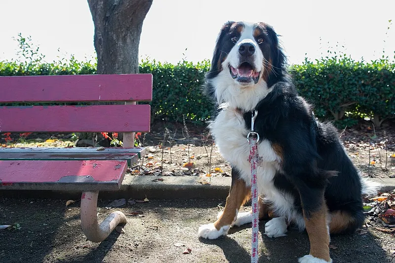 Bern Dağ Köpeği fotoğraf 6