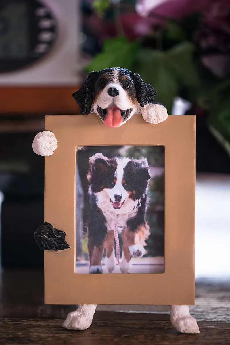 Bern Dağ Köpeği fotoğraf 7