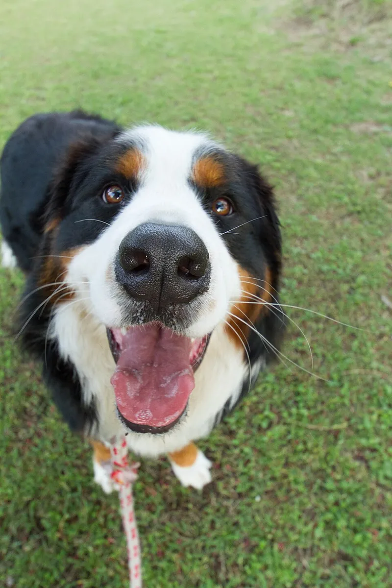 Bern Dağ Köpeği fotoğraf 8