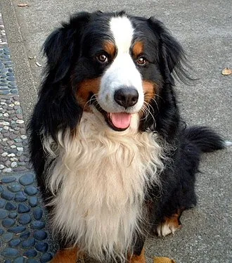 Bern Dağ Köpeği fotoğraf 9