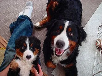 Bern Dağ Köpeği fotoğraf 10