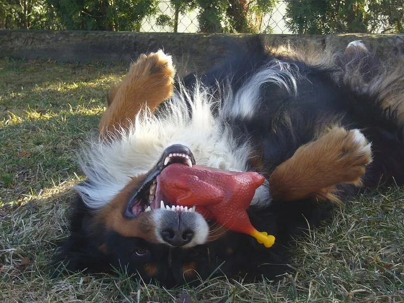 Bern Dağ Köpeği fotoğraf 11