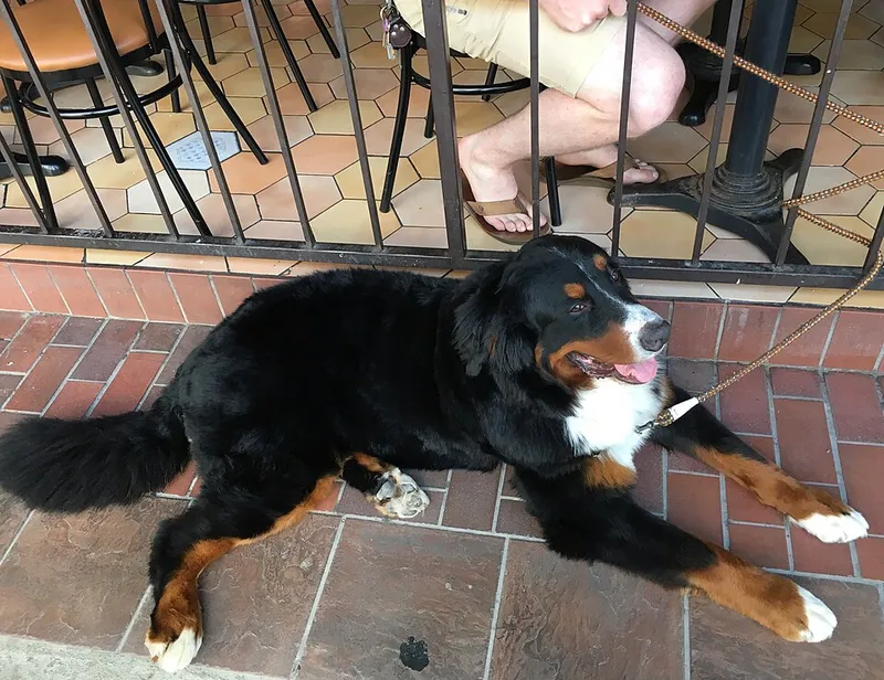 Bern Dağ Köpeği fotoğraf 12