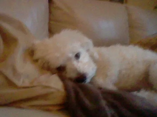 Bichon Frise fotoğraf 1