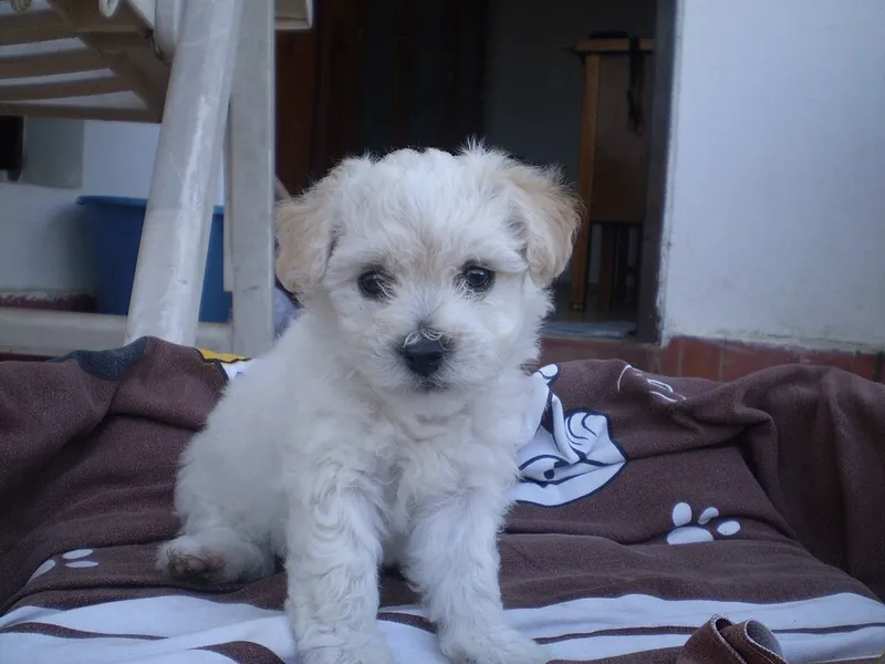 Bichon Frise fotoğraf 2