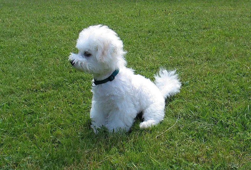 Bichon Frise fotoğraf 3