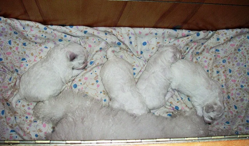 Bichon Frise fotoğraf 4