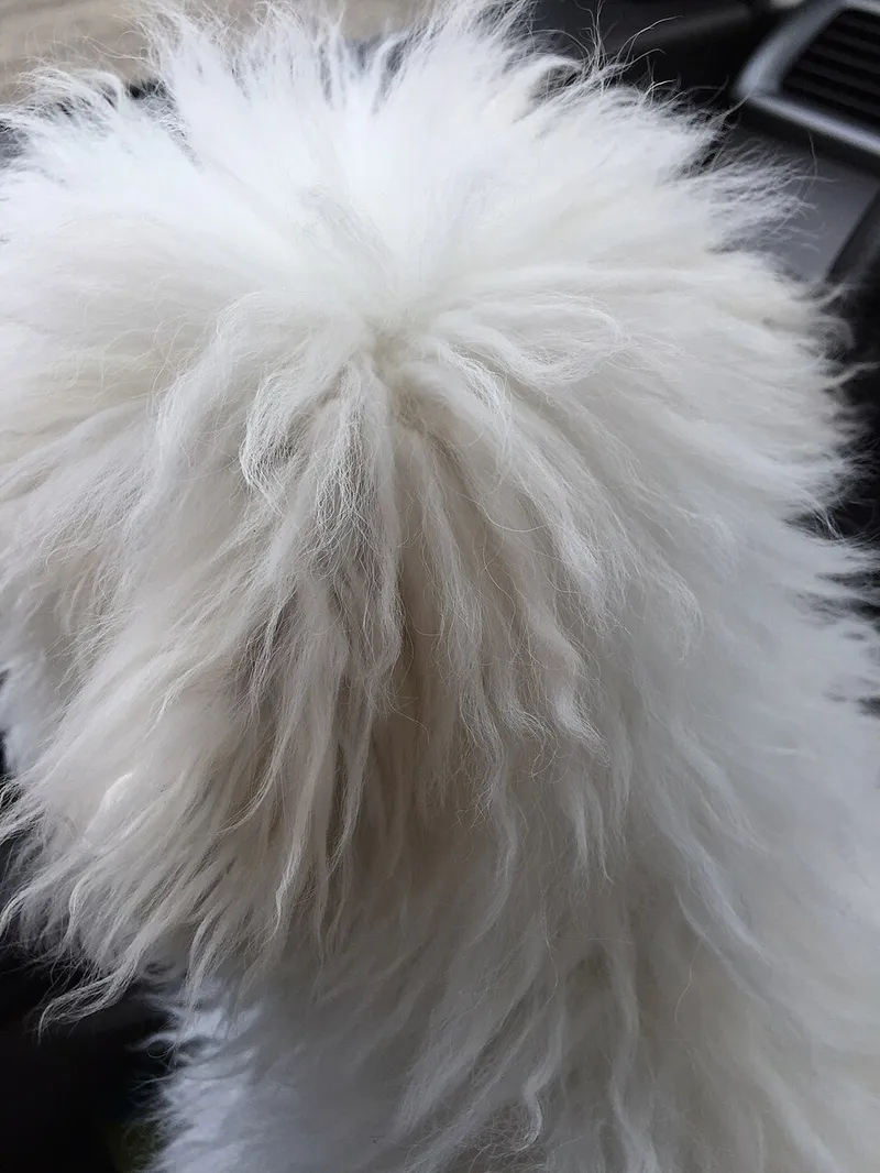 Bichon Frise fotoğraf 5