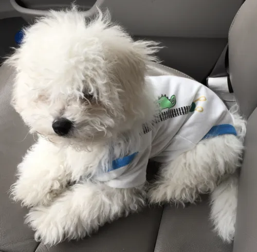 Bichon Frise fotoğraf 6