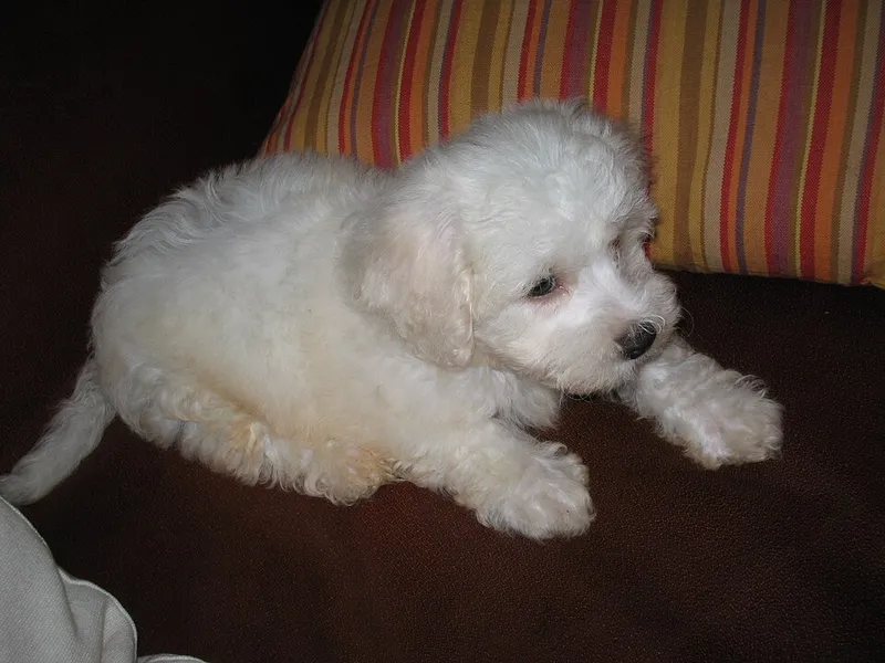 Bichon Frise fotoğraf 7