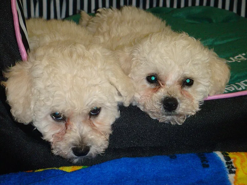 Bichon Frise fotoğraf 8