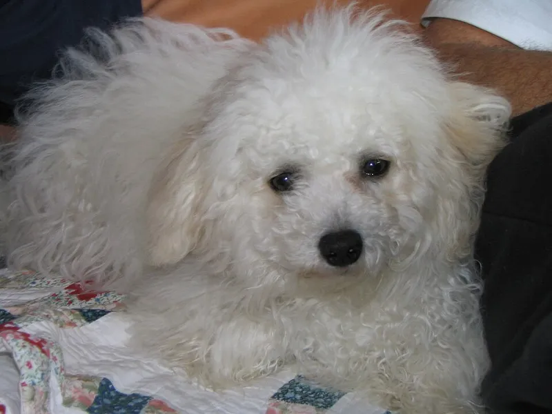 Bichon Frise fotoğraf 9