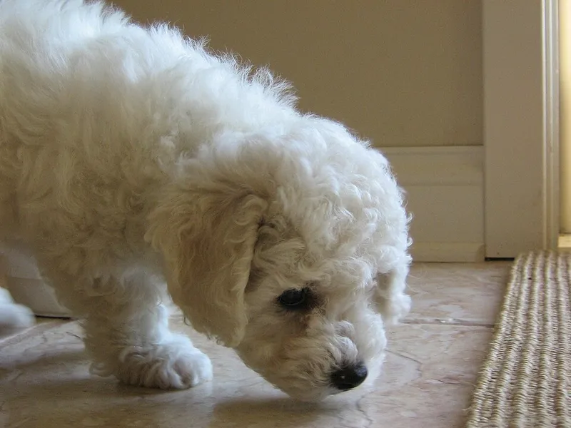 Bichon Frise fotoğraf 10