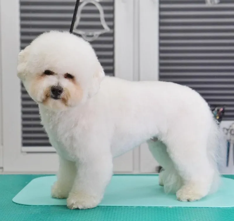 Bichon Frise fotoğraf 11