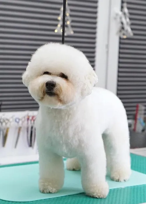 Bichon Frise fotoğraf 12