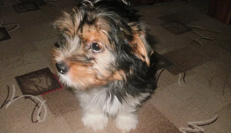 Biewer Terrier fotoğraf 1