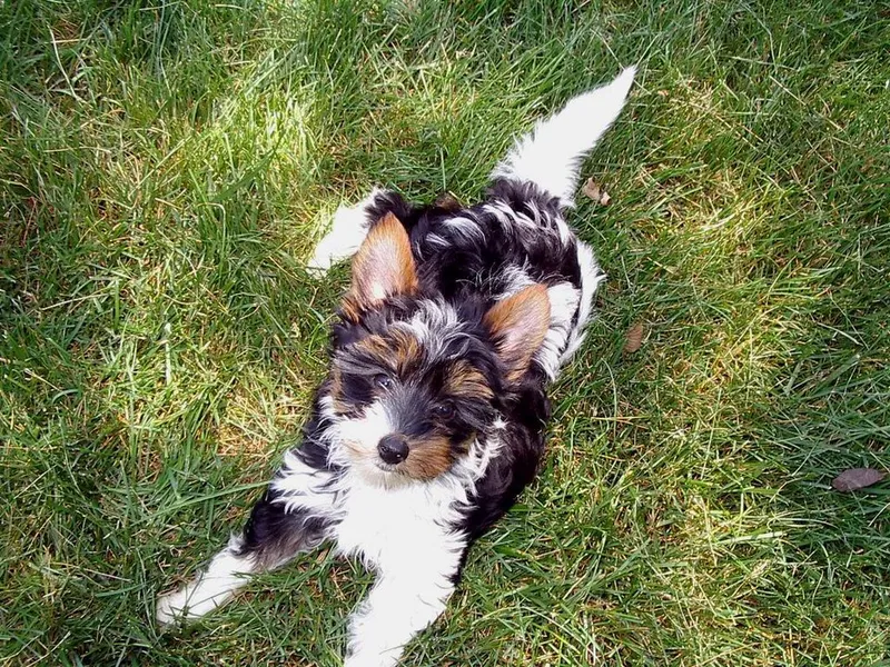 Biewer Terrier fotoğraf 2