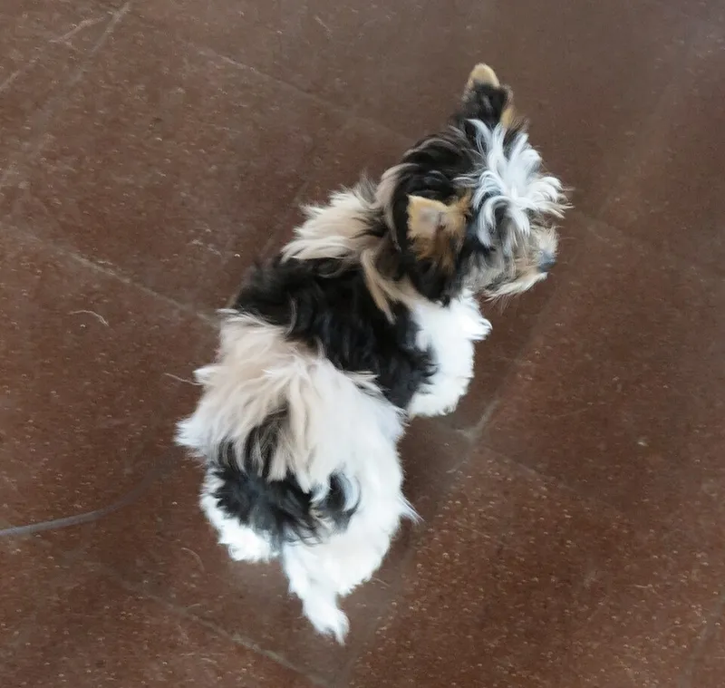 Biewer Terrier fotoğraf 3