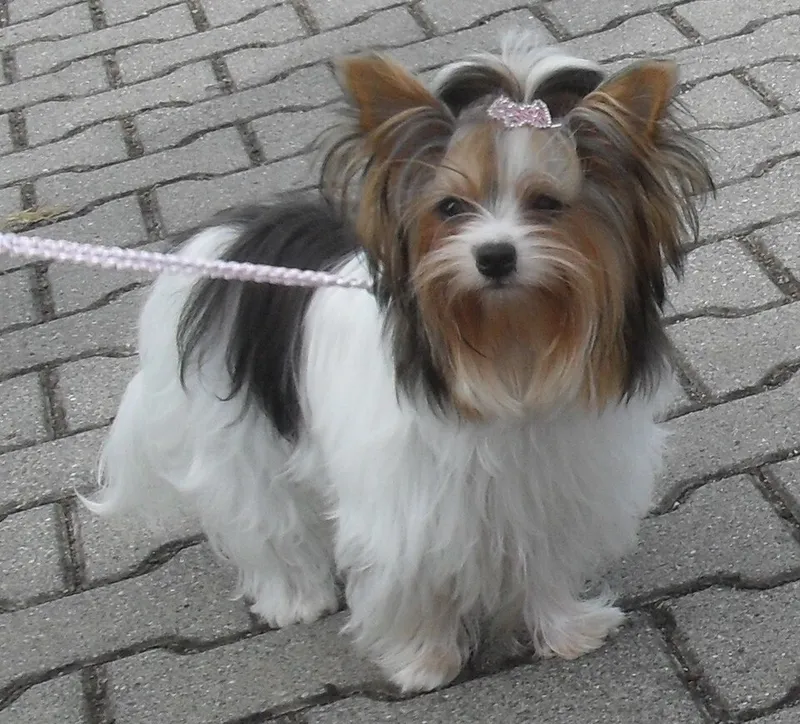 Biewer Terrier fotoğraf 4