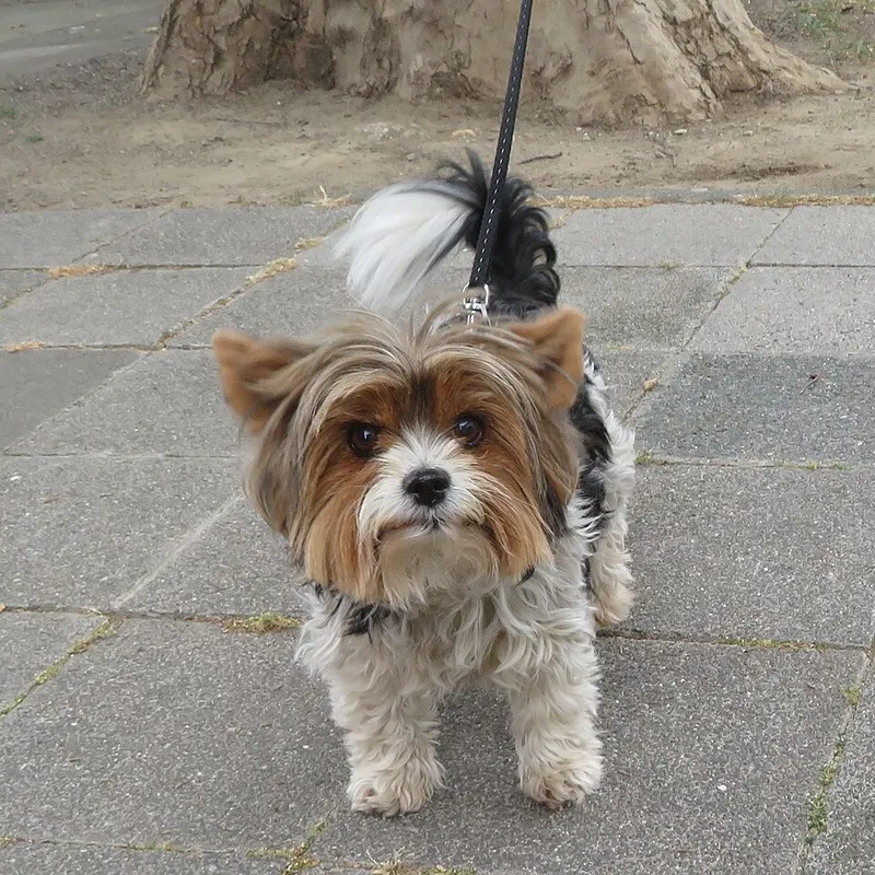 Biewer Terrier fotoğraf 5