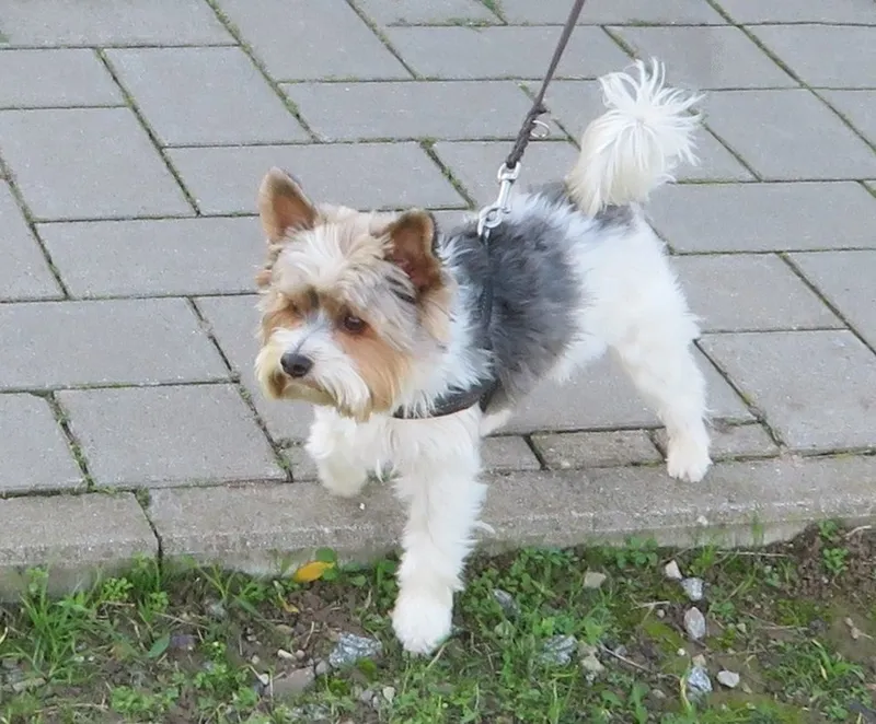 Biewer Terrier fotoğraf 6