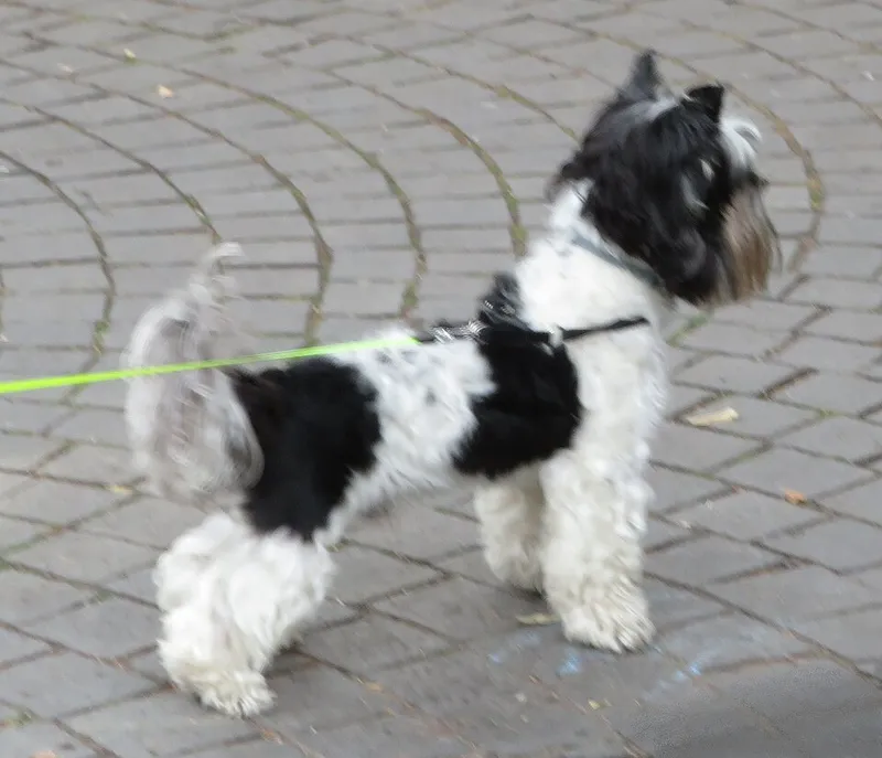 Biewer Terrier fotoğraf 7